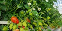 Glashaus_Erdbeeren_High Quality_sm_800