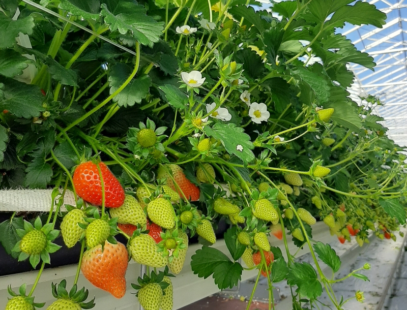 Glashaus_Erdbeeren_High Quality_sm_800 Glashaus_Erdbeeren_High Quality_sm_800